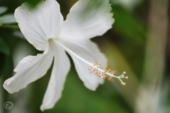 温室の花