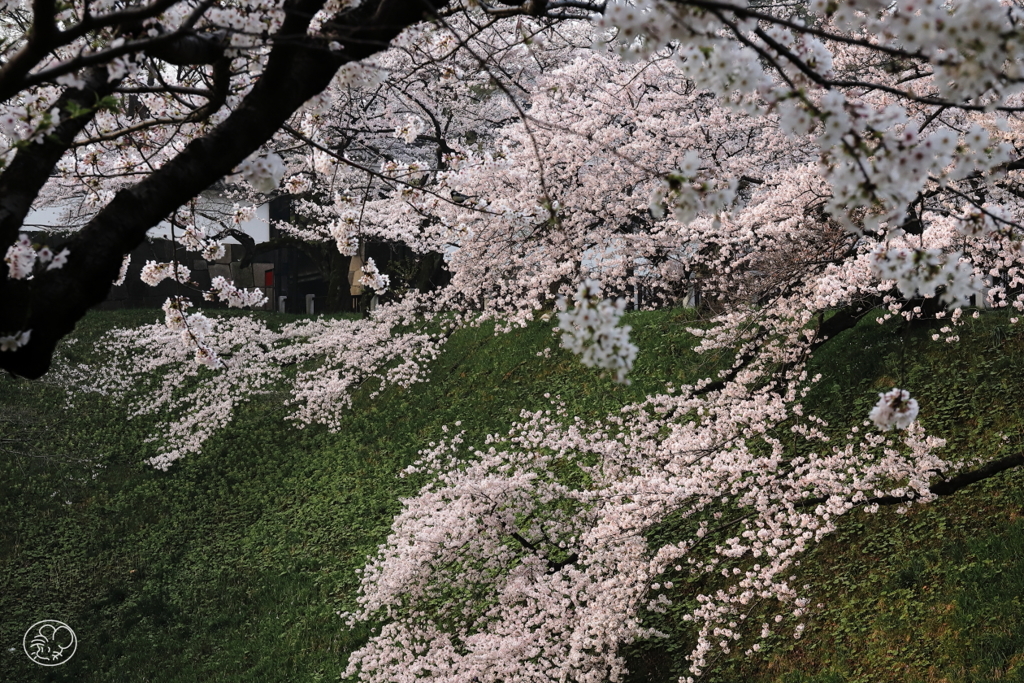 田安門前の桜
