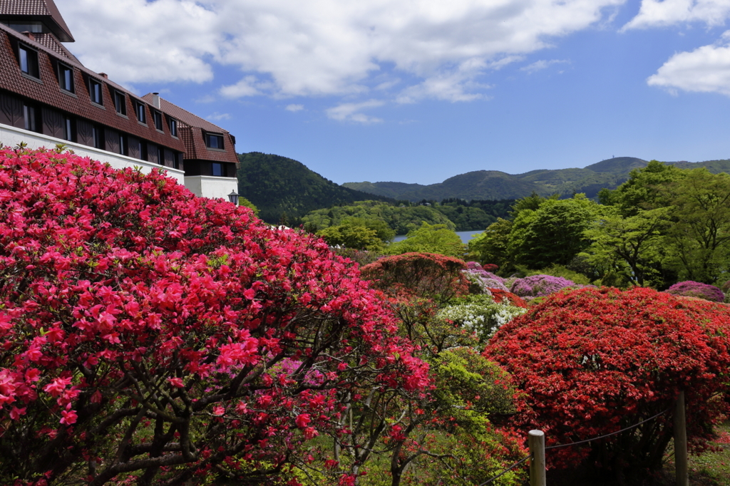 箱根のツツジ－３