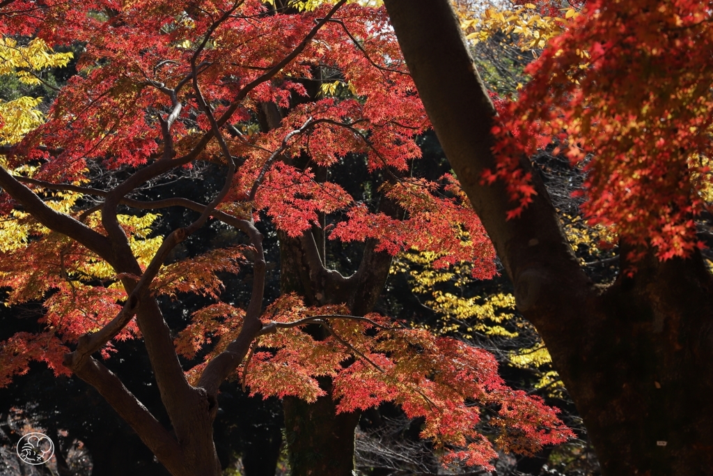 深まる紅葉