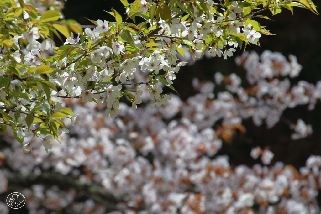 奥多摩湖の桜　４