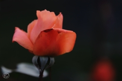 マジョレット　５