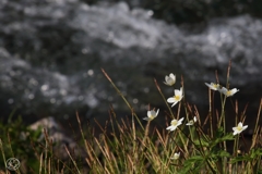 水白く 泡立つ流れの ほとりにて 立ち咲き誇る ニリンソウ見る