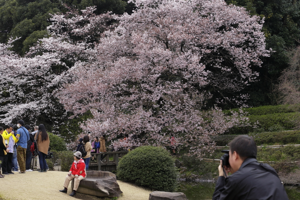 日本の桜