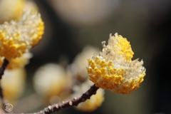 ボクの話も聞いておくれ