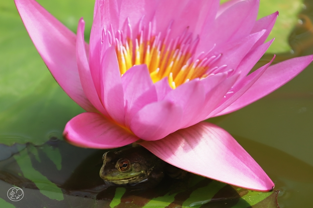 花の蔭に潜む