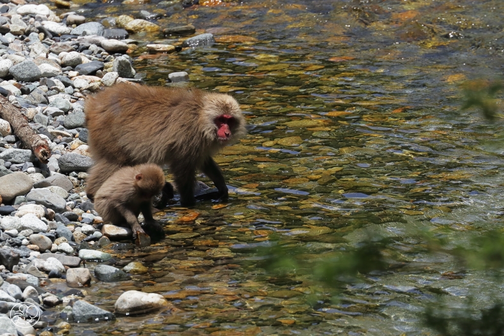 川虫獲りの親子