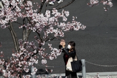 街角桜－１