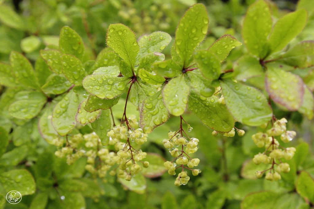 ヒロハヘビノボラズ