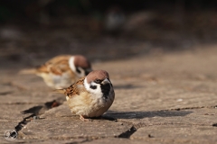 公園のスズメ　２