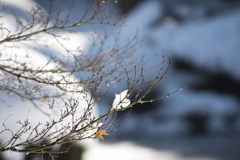 雪化粧 －４