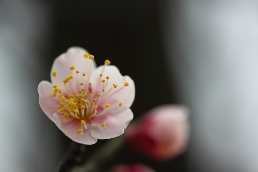 風に匂う