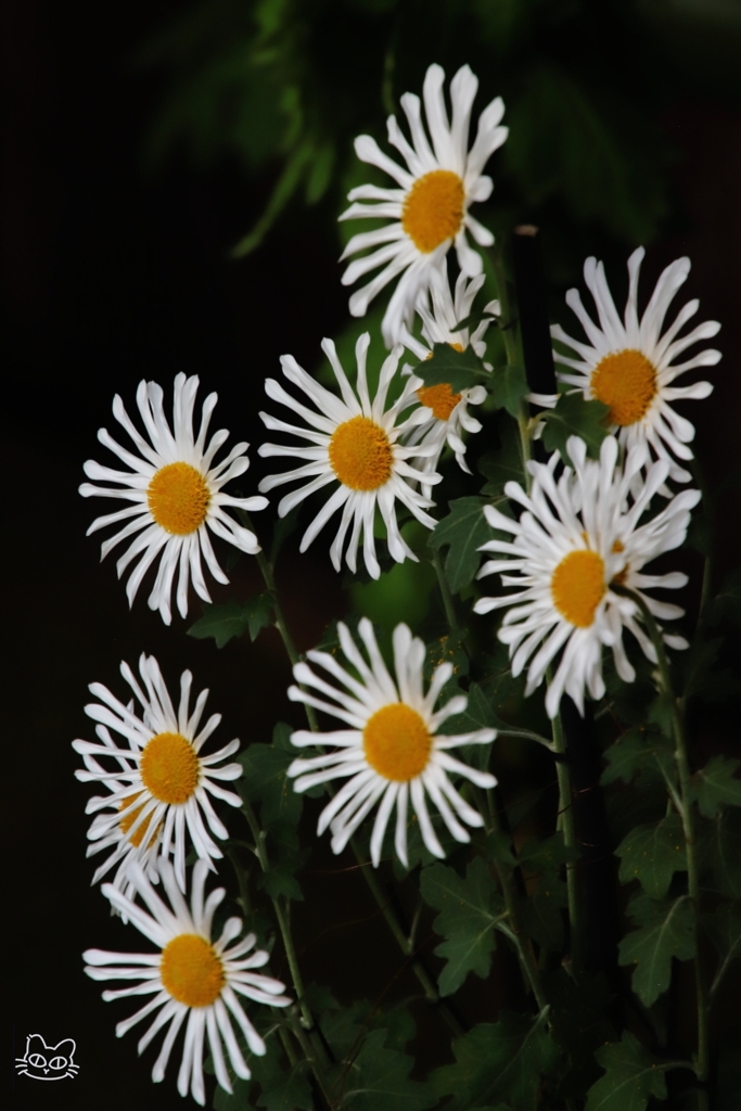 新宿御苑菊花壇展　５