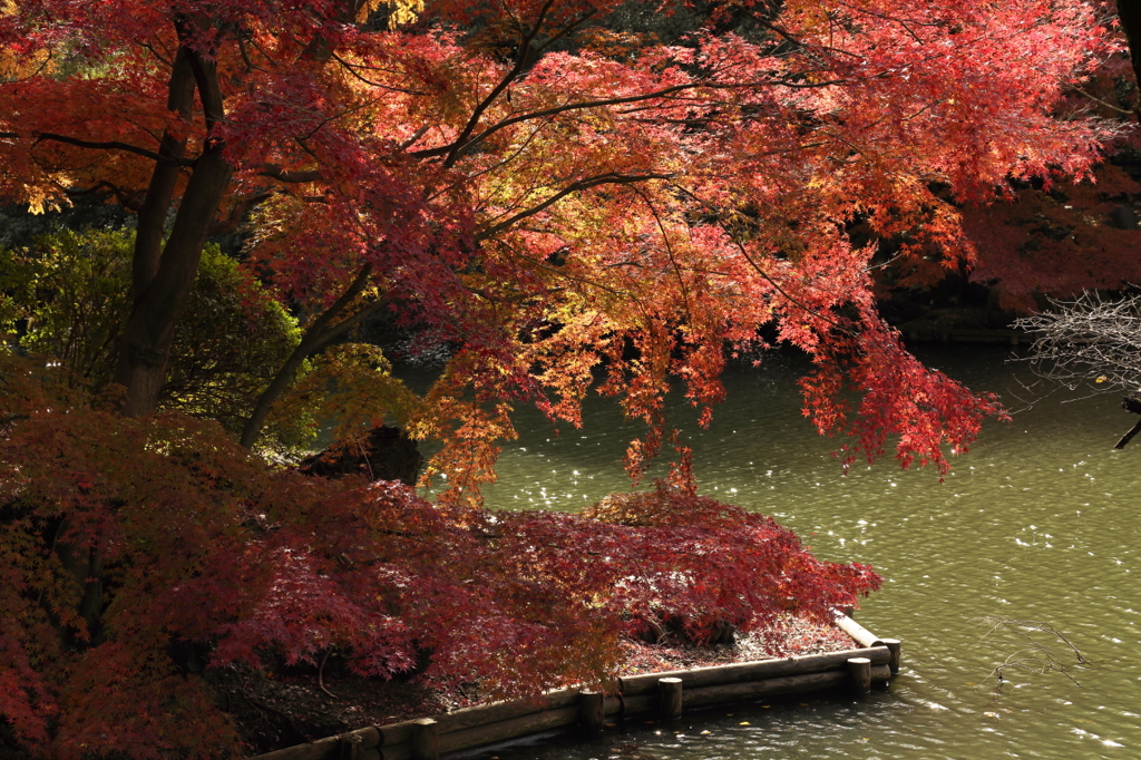 紅葉の新宿御苑－６