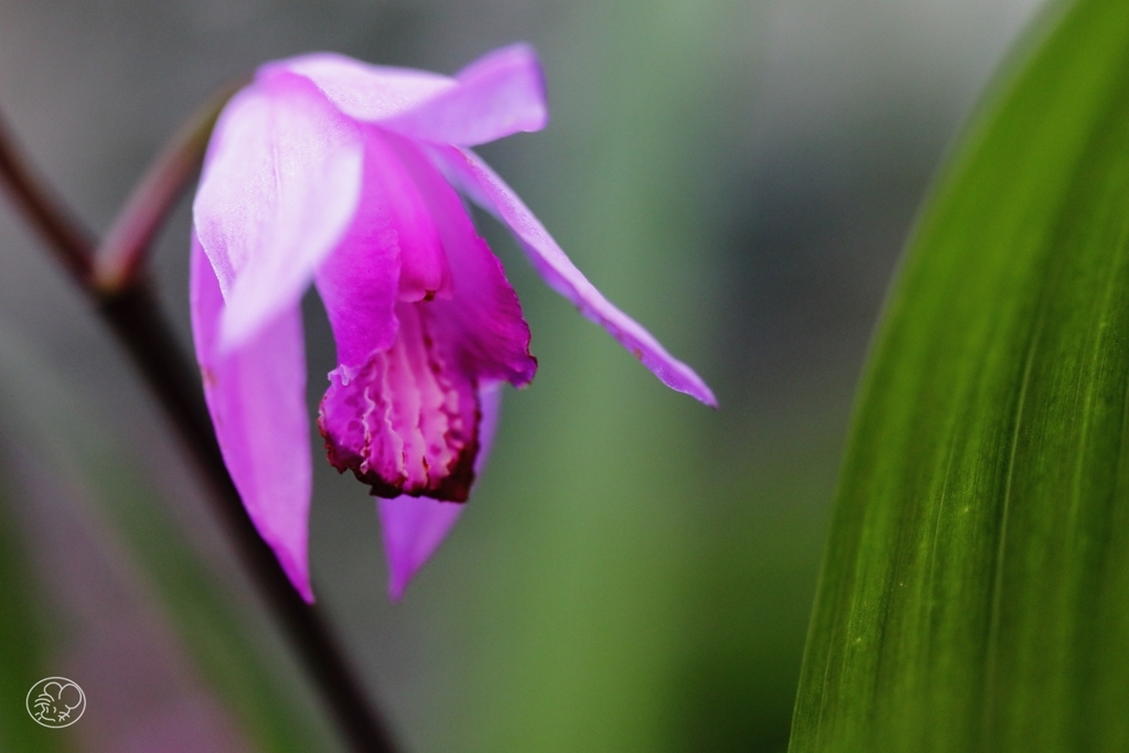家の花　５