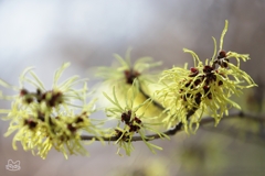 モジャモジャと咲く　２