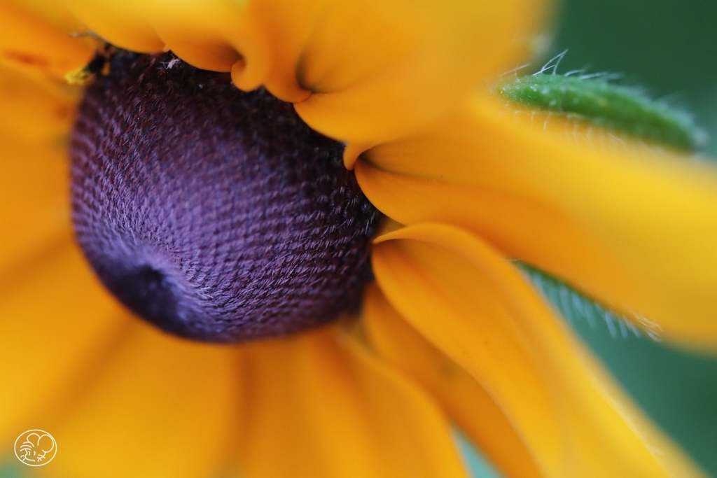 マクロで初夏の花 －９