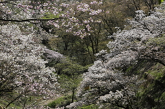高尾の桜