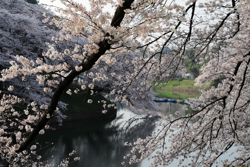 千鳥ヶ淵　１