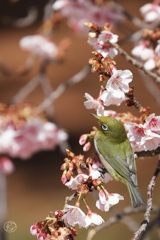 花に鳥、サクラにメジロ