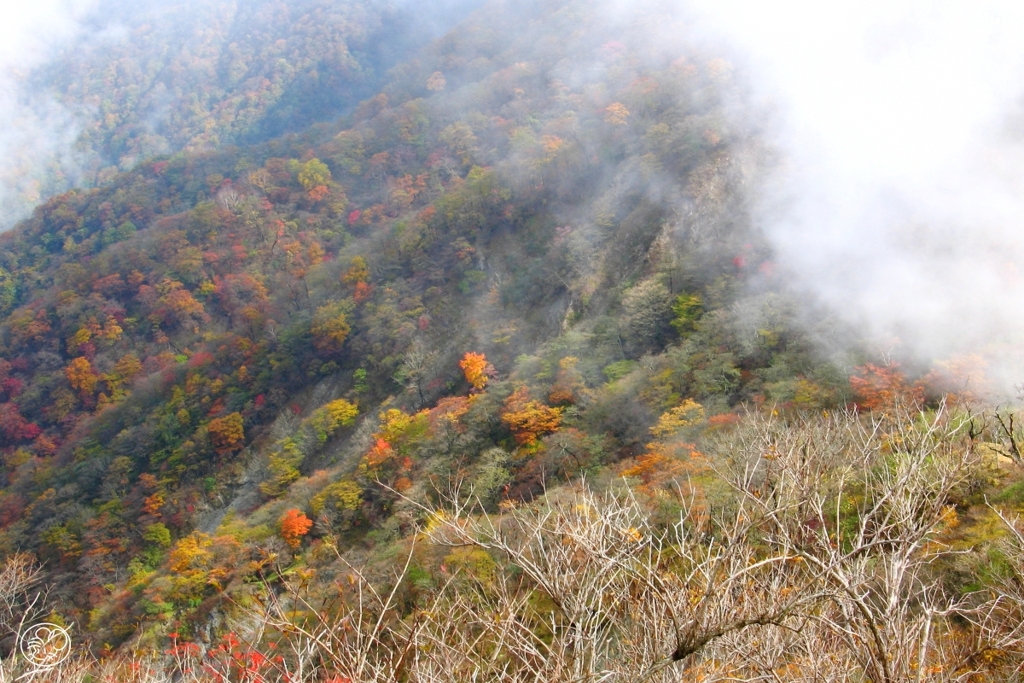 塔ノ岳への道すがら　２