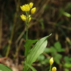 多摩の野生花　４
