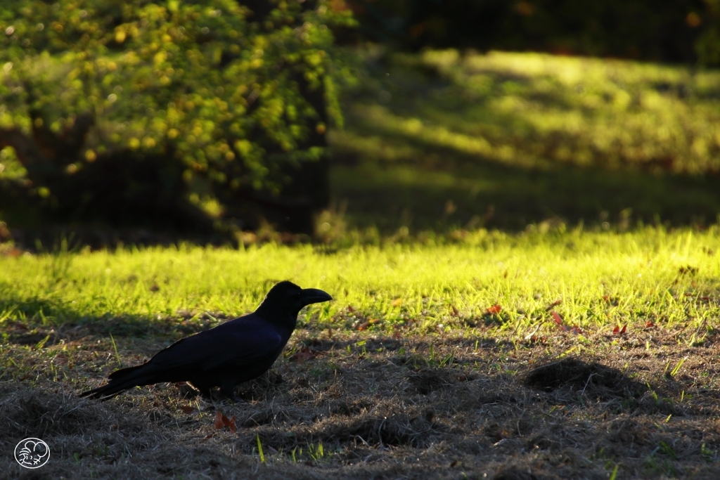 たたずむカラス