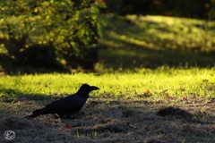 たたずむカラス