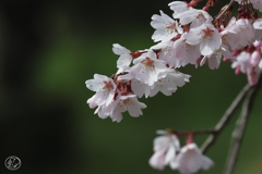 咲く花、待つ人、来る季節　３