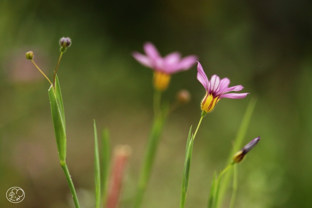 1ｃｍの花　１