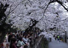 桜撮る人めでる人