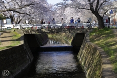 引地川千本桜　２