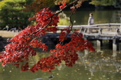 紅葉の新宿御苑－３