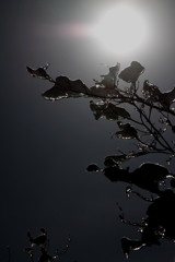 雨氷と雪