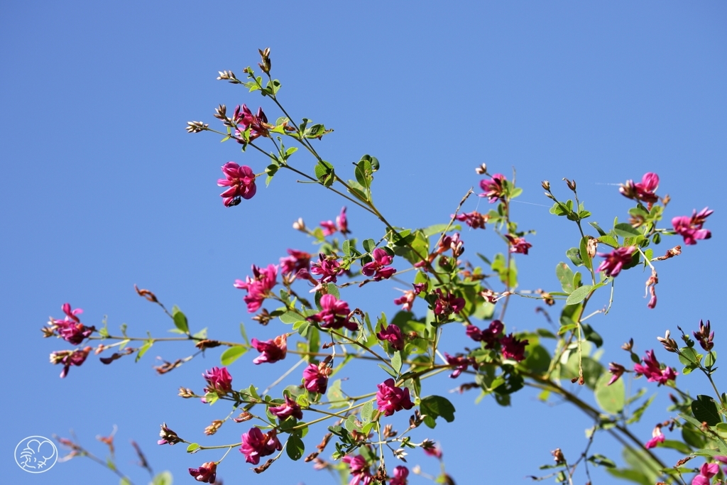 秋来るを知る萩の花