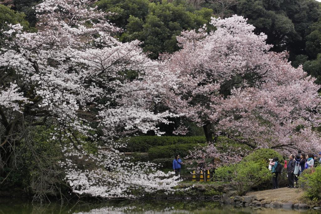 桜見る人々－３