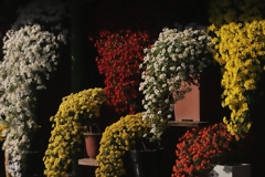 新宿御苑菊花壇展　１