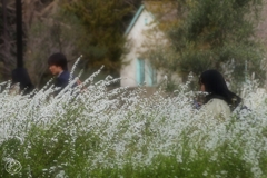 ユキヤナギ咲いたらもう春
