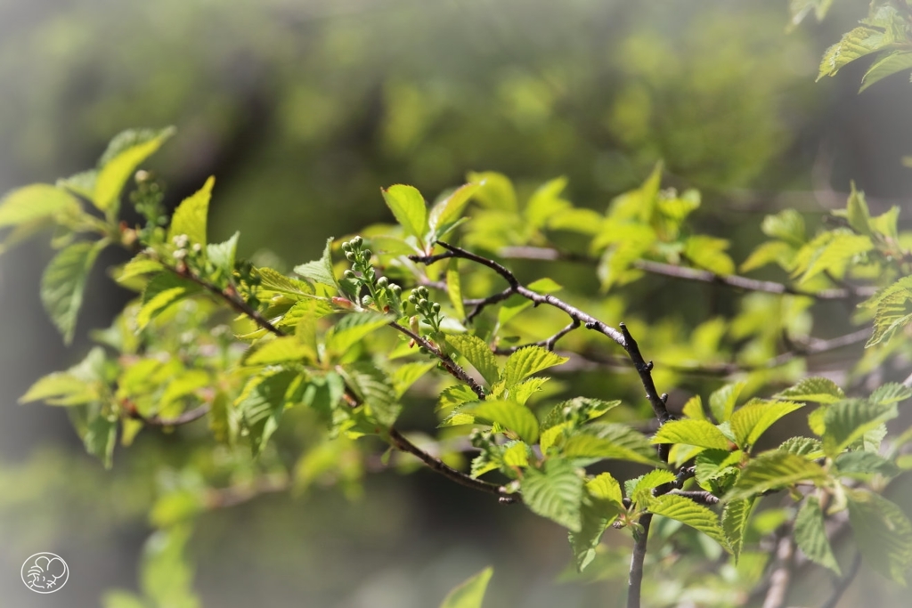 この花は あと幾日で 咲くものか 若葉の中の 幾多のつぼみ 