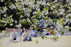 お花見日和