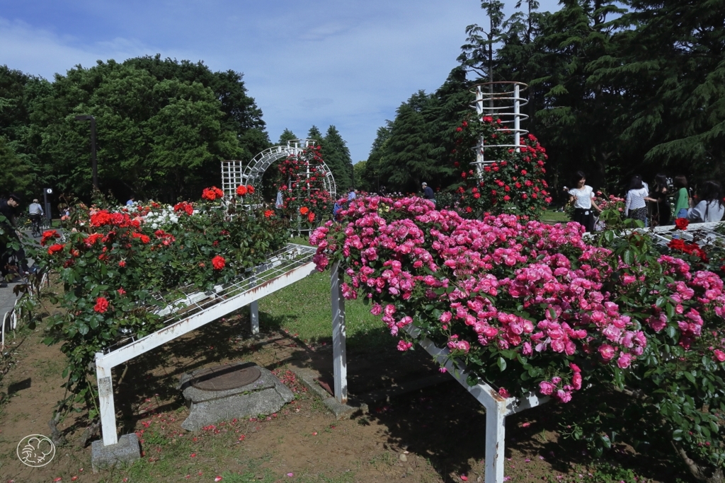 バラ花壇