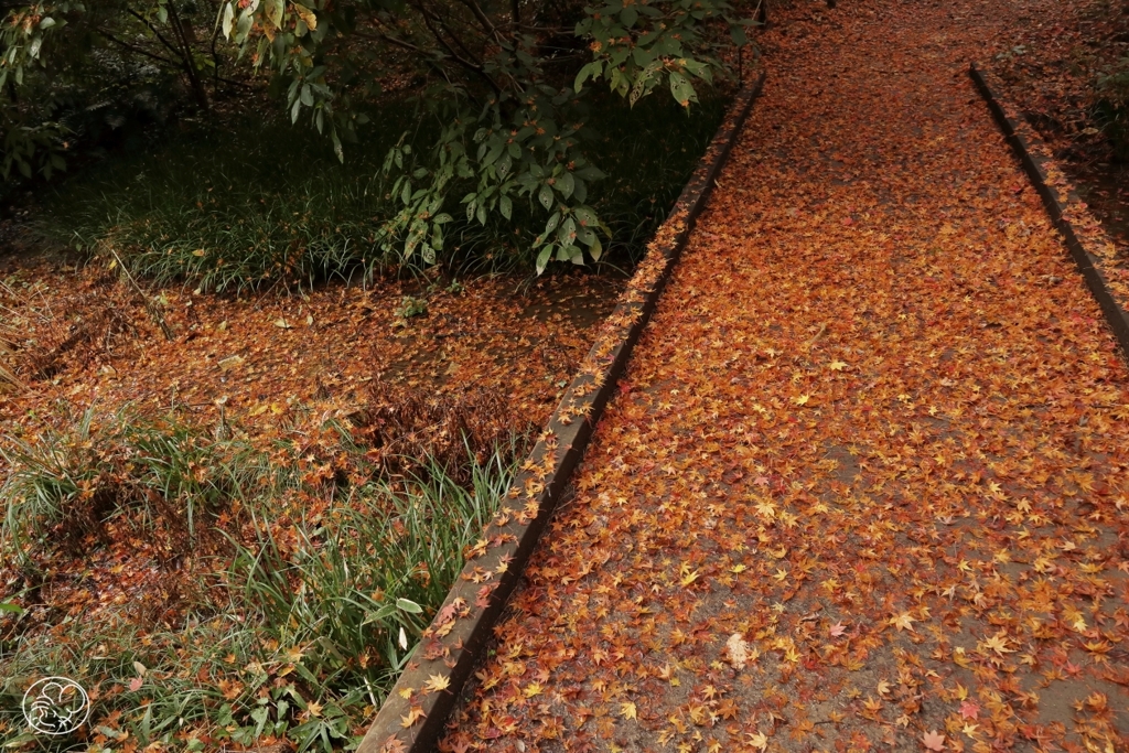 御苑の紅葉 －３