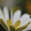 冬の華　４