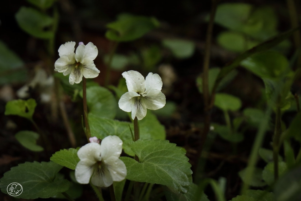 高尾山の花