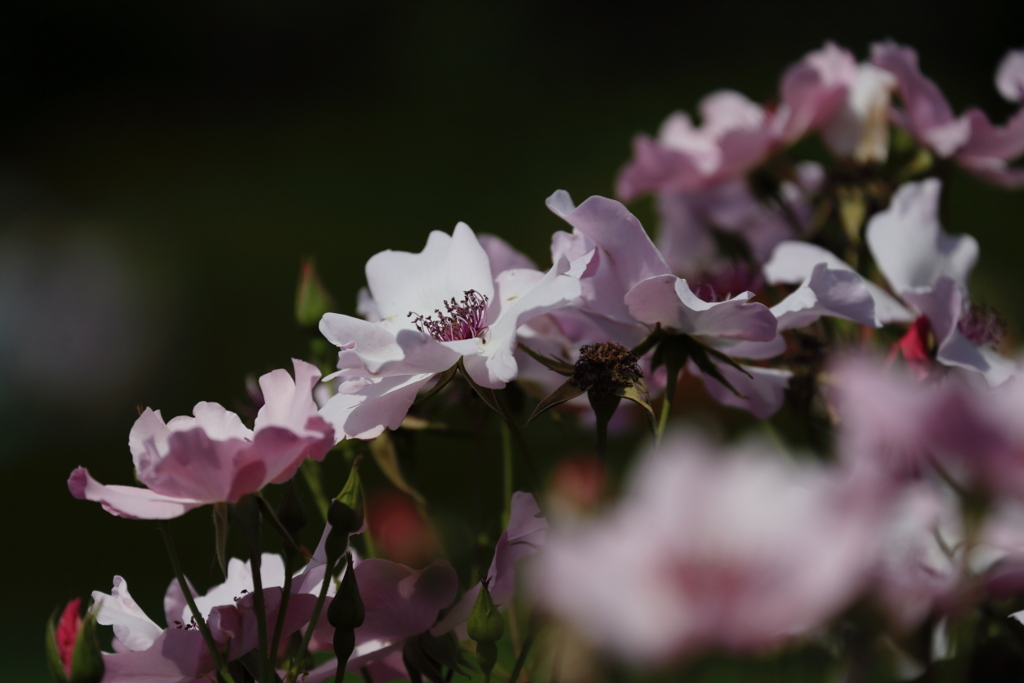 デインティ・ベス