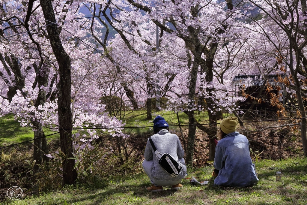 高遠の桜 －２０