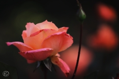 マジョレット　３