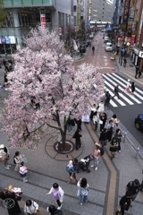 新宿駅前に咲く