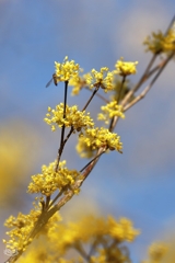 春がはじける　１