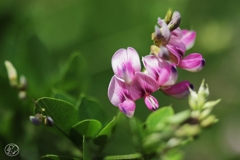 秋華　２